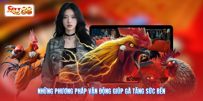 Những phương pháp vận động giúp gà tăng sức bền